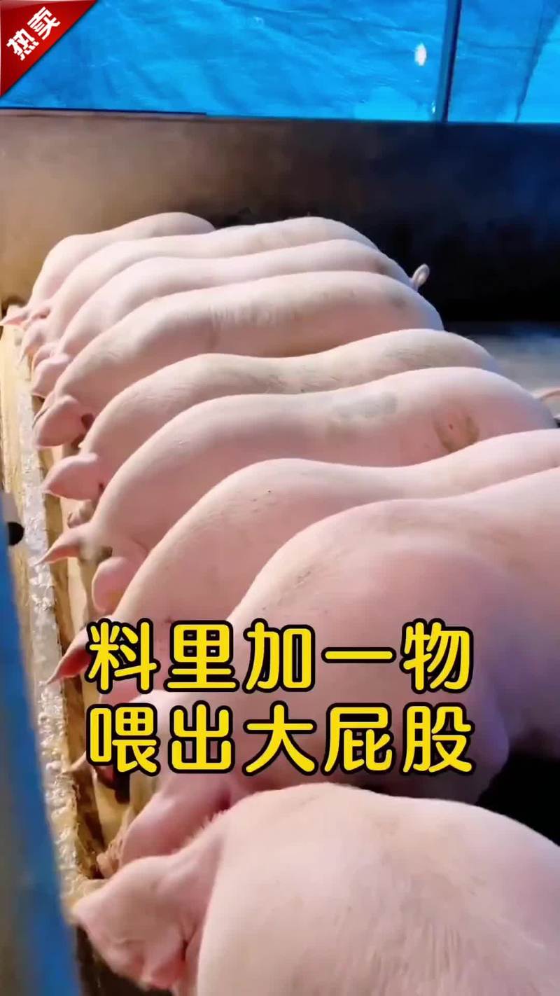 喂肥猪不吃饲料吃什么长得快-第1张图片-宁夏农业信息网 喂肥猪不吃饲料吃什么长得快-第1张图片-宁夏农业信息网