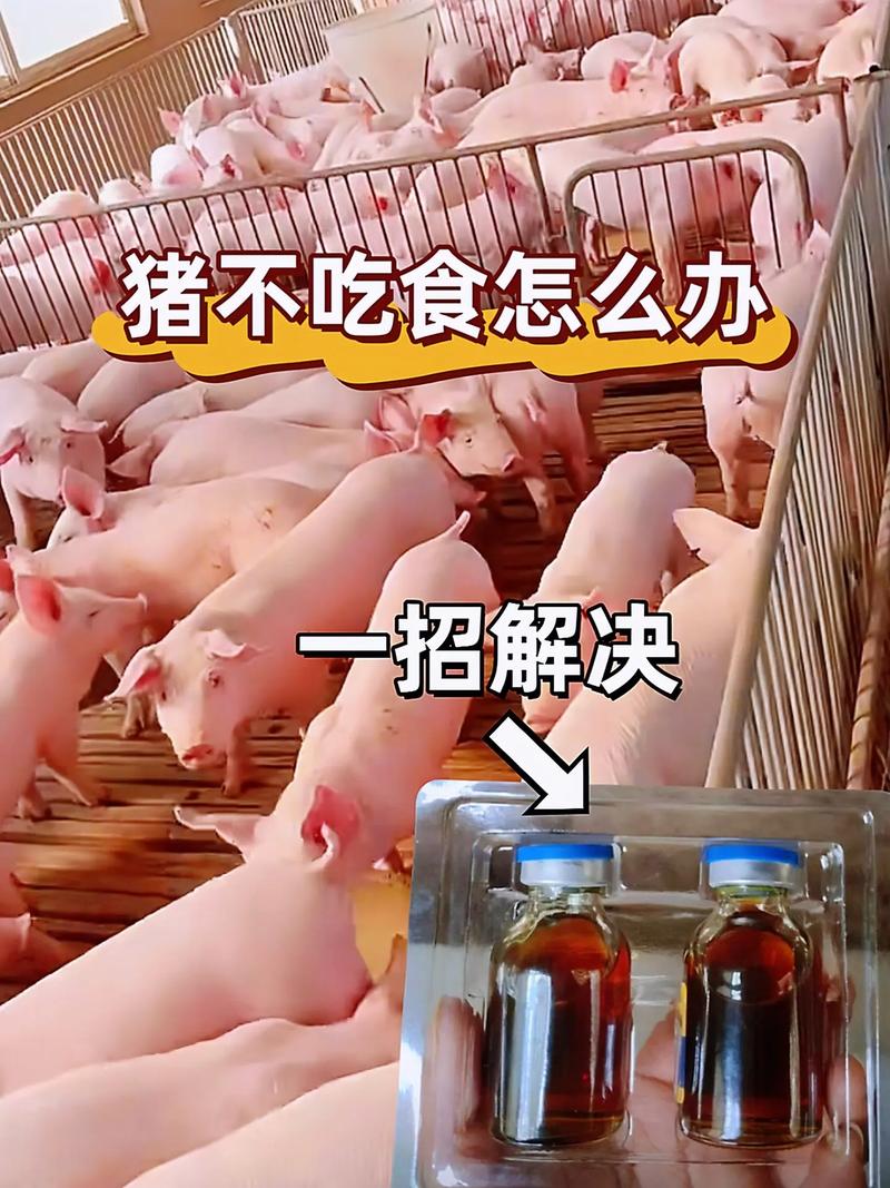 喂肥猪不吃饲料吃什么长得快-第3张图片-宁夏农业信息网 喂肥猪不吃饲料吃什么长得快-第3张图片-宁夏农业信息网