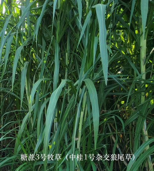 有什么草能代替饲料养鸡-第1张图片-宁夏农业信息网 有什么草能代替饲料养鸡-第1张图片-宁夏农业信息网