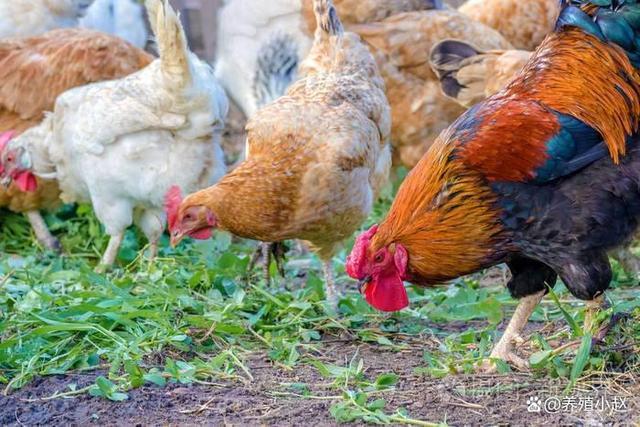 有什么草能代替饲料养鸡-第3张图片-宁夏农业信息网 有什么草能代替饲料养鸡-第3张图片-宁夏农业信息网