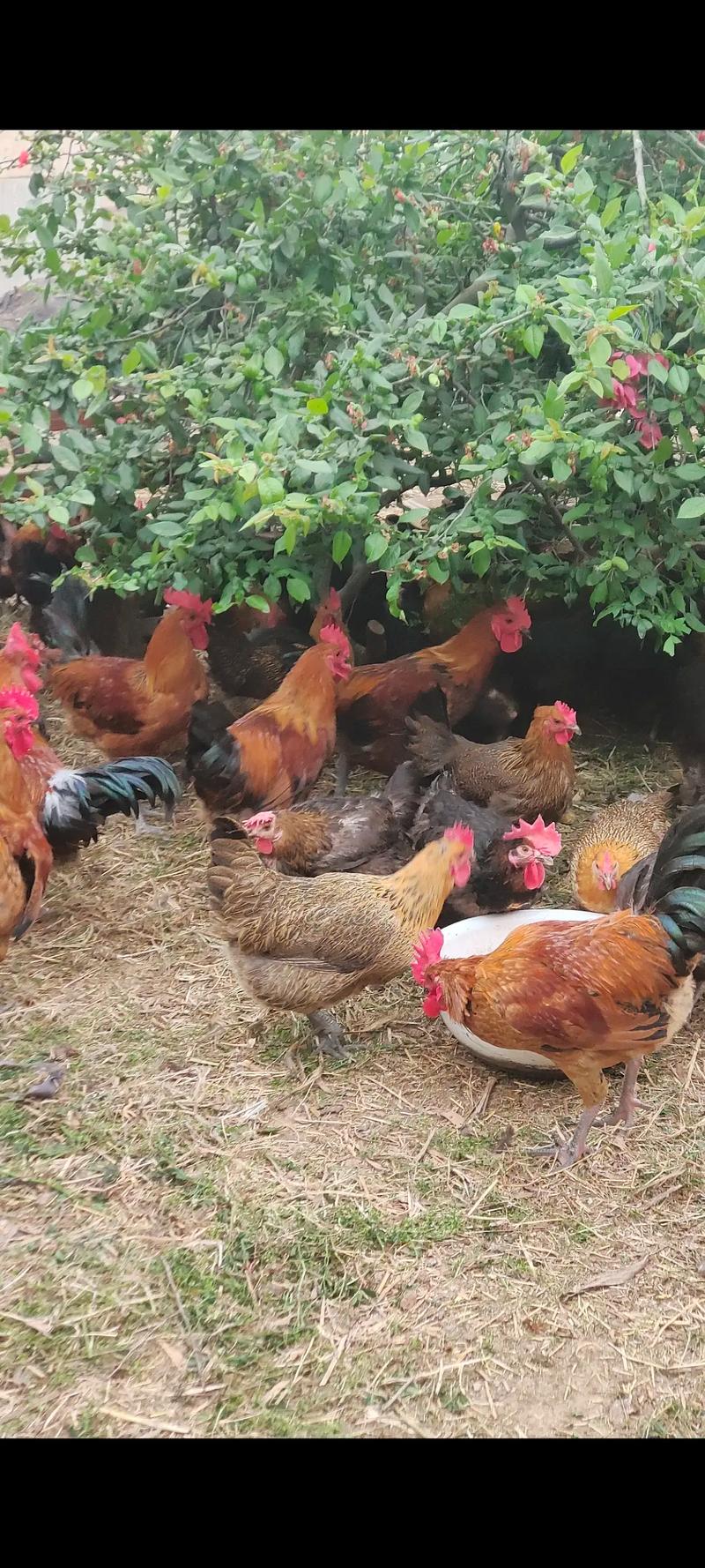 有什么草能代替饲料养鸡-第2张图片-宁夏农业信息网