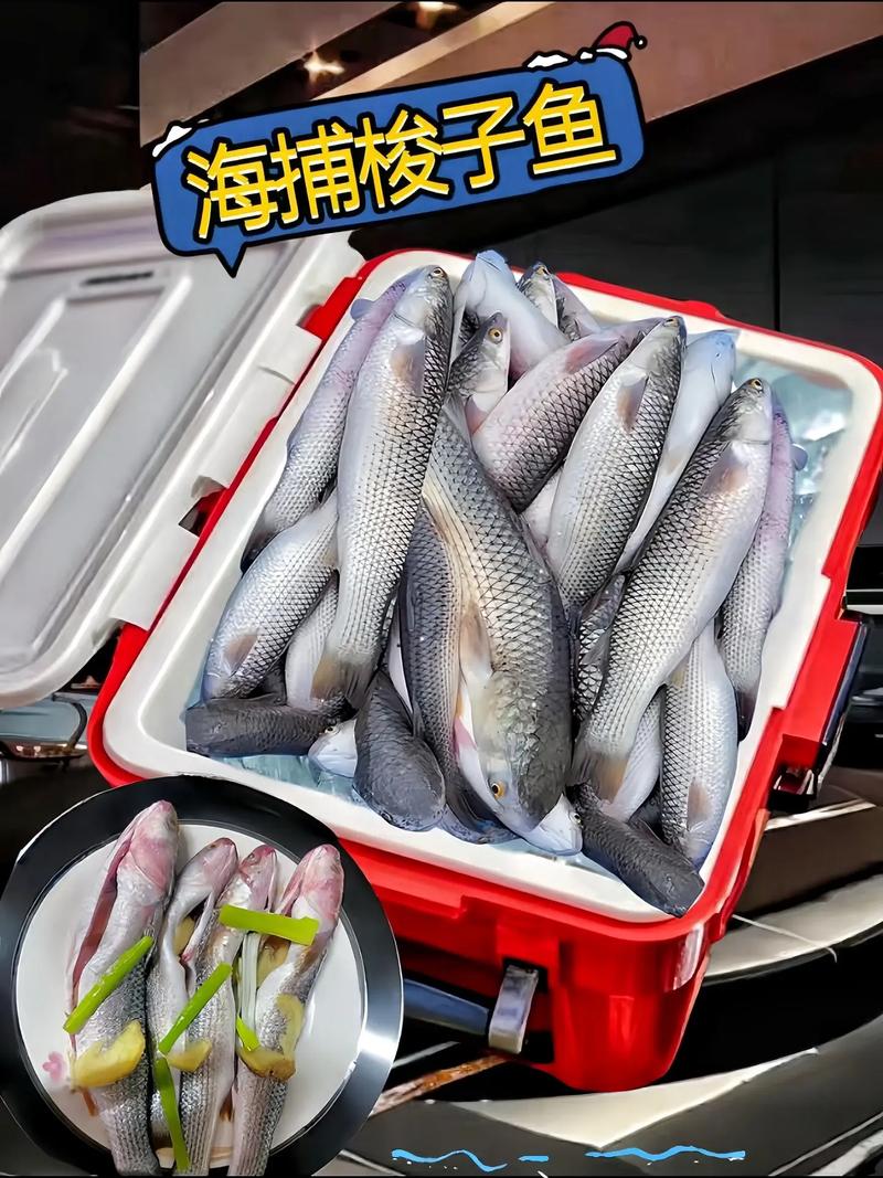 养殖梭鱼要什么要求-第3张图片-宁夏农业信息网 养殖梭鱼要什么要求-第3张图片-宁夏农业信息网