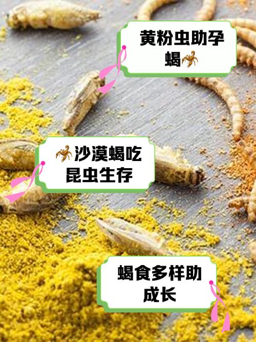 蝎子喂养吃什么饲料-第1张图片-宁夏农业信息网 蝎子喂养吃什么饲料-第1张图片-宁夏农业信息网