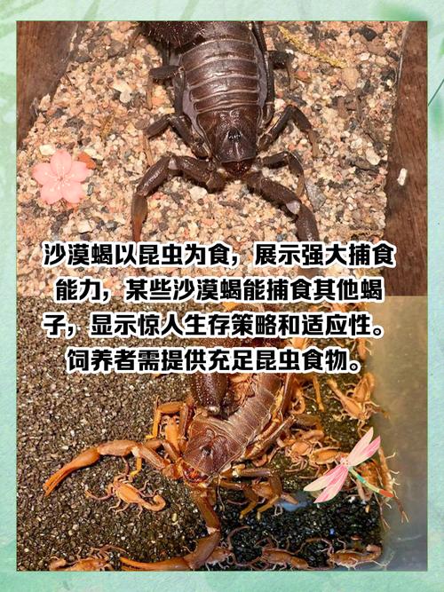 蝎子喂养吃什么饲料-第2张图片-宁夏农业信息网 蝎子喂养吃什么饲料-第2张图片-宁夏农业信息网