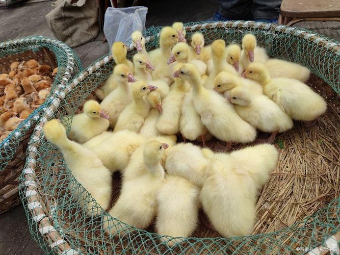 鹅耐粗饲料是什么意思-第3张图片-宁夏农业信息网