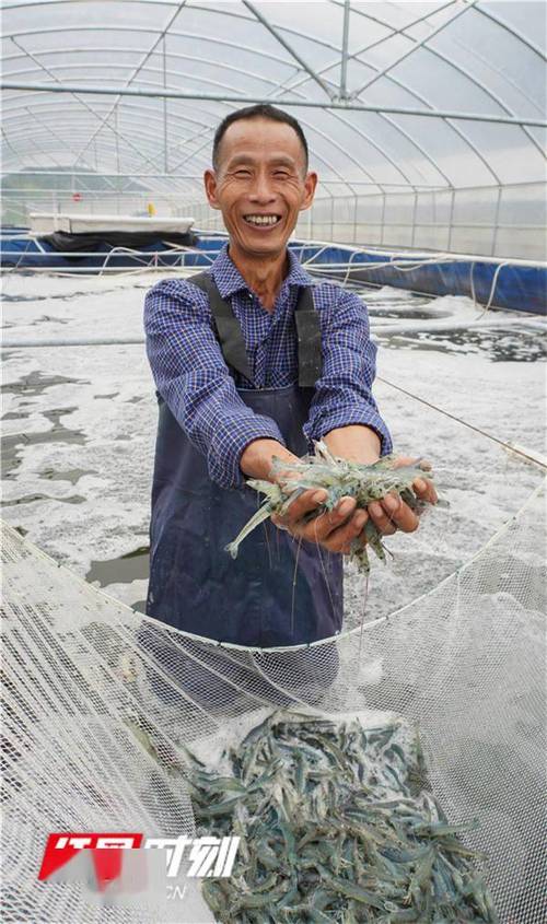 养殖的大虾喂什么-第2张图片-宁夏农业信息网