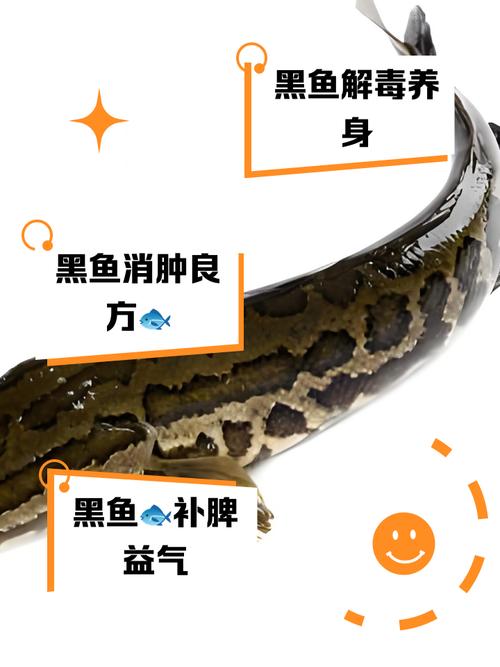 江西黑鱼价格是多少-第2张图片-宁夏农业信息网
