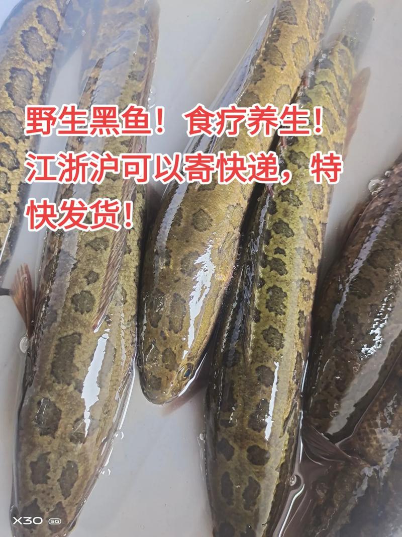 江西黑鱼价格是多少-第3张图片-宁夏农业信息网