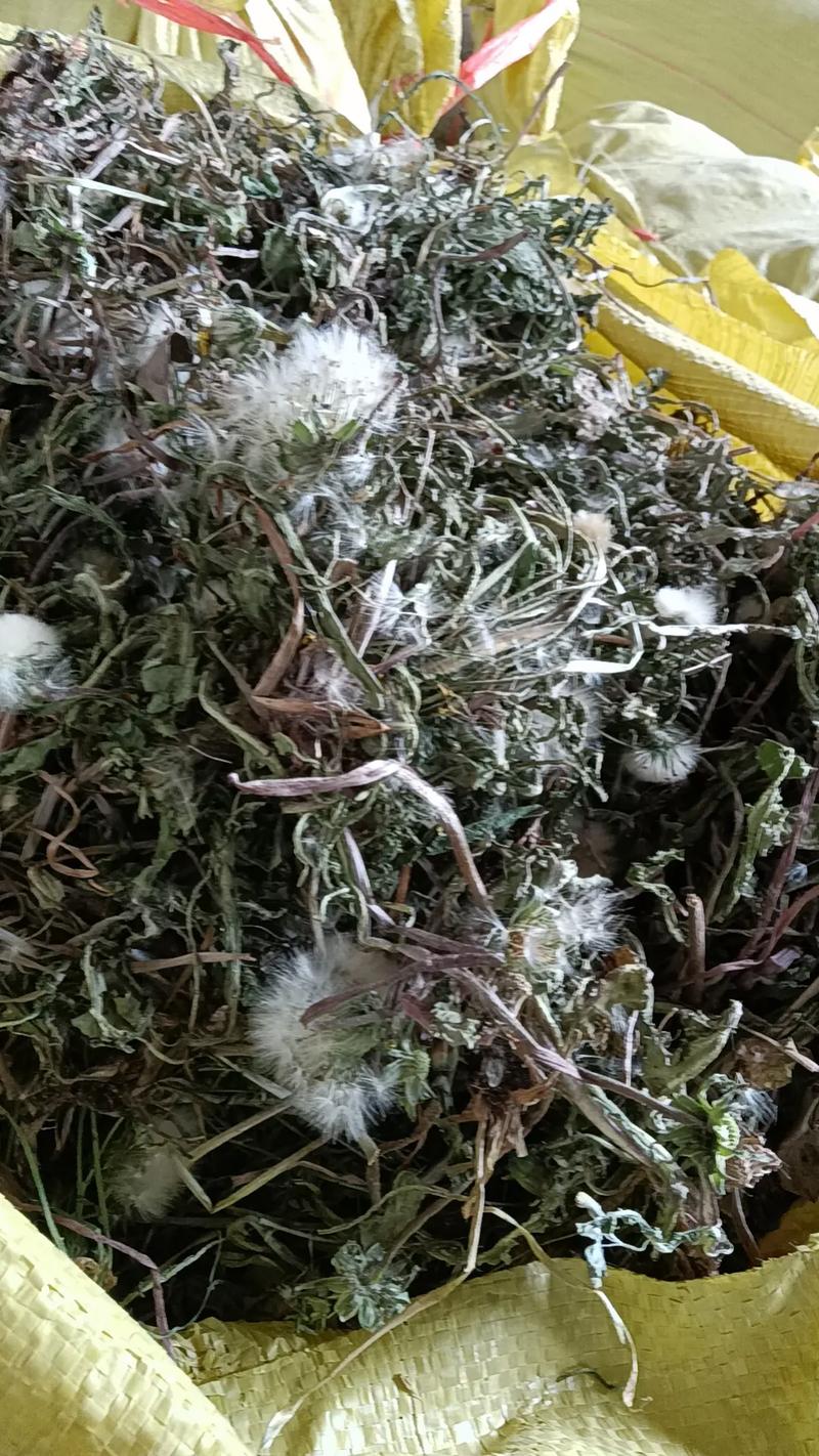 蒲公英正常价格多少-第3张图片-宁夏农业信息网