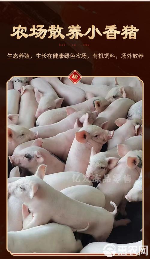 乳猪儿价格是多少-第3张图片-宁夏农业信息网 乳猪儿价格是多少-第3张图片-宁夏农业信息网