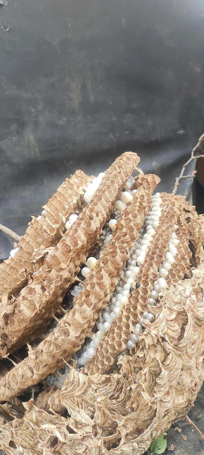 蜜蜂蜂蛹价格是多少-第3张图片-宁夏农业信息网