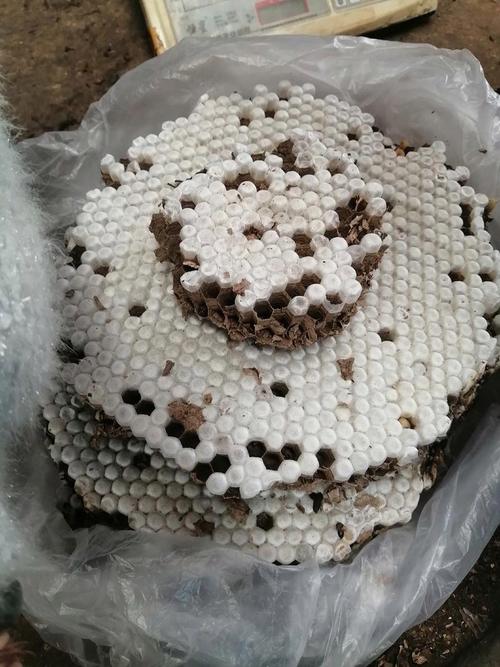 蜜蜂蜂蛹价格是多少-第2张图片-宁夏农业信息网
