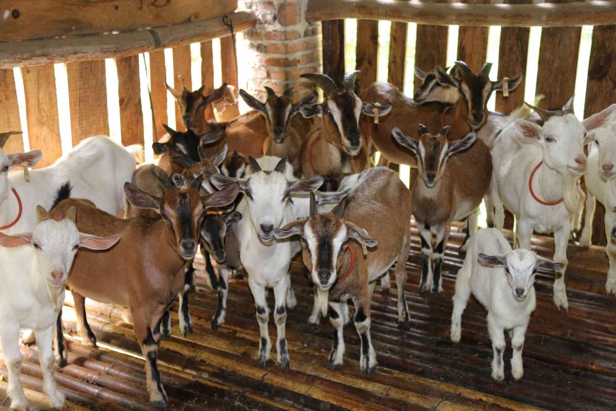 西北能养殖什么-第2张图片-宁夏农业信息网