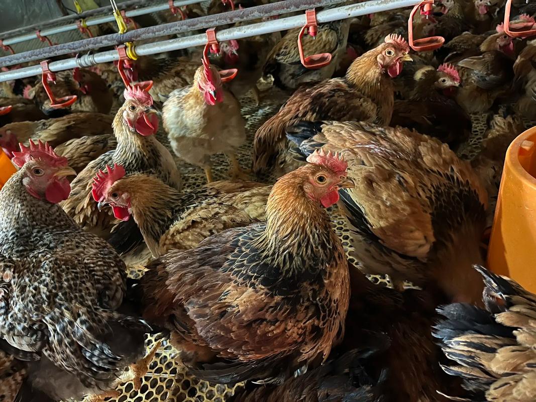 西北能养殖什么-第1张图片-宁夏农业信息网