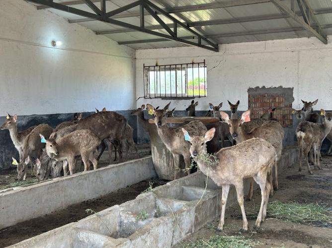 西北能养殖什么-第3张图片-宁夏农业信息网