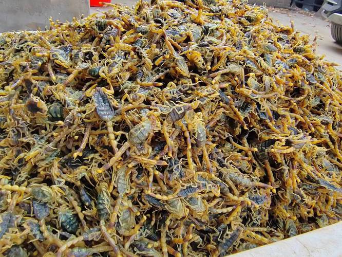 山西全蝎价格是多少-第2张图片-宁夏农业信息网
