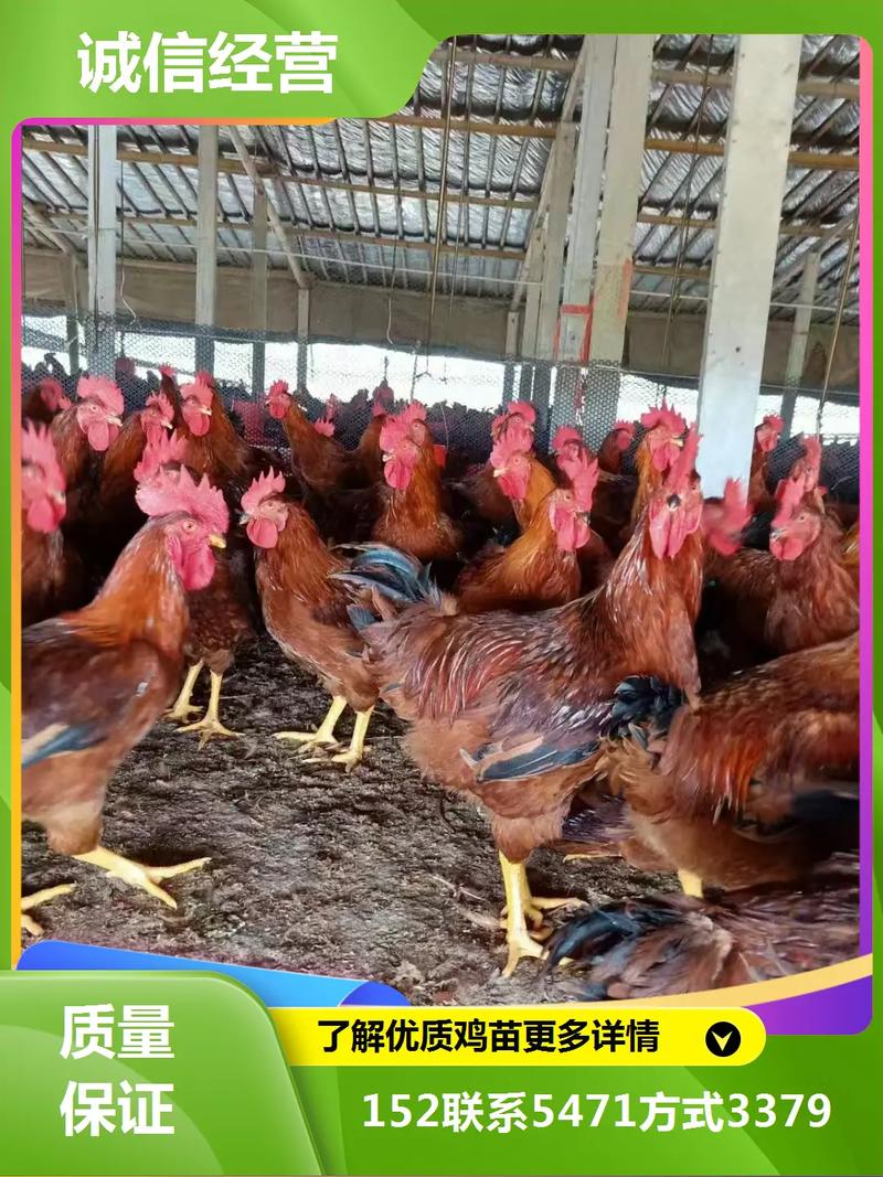 那有土鸡苗价格多少-第2张图片-宁夏农业信息网 那有土鸡苗价格多少-第2张图片-宁夏农业信息网