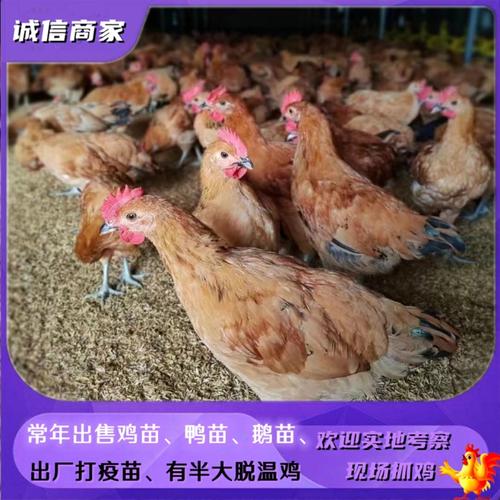 那有土鸡苗价格多少-第3张图片-宁夏农业信息网 那有土鸡苗价格多少-第3张图片-宁夏农业信息网
