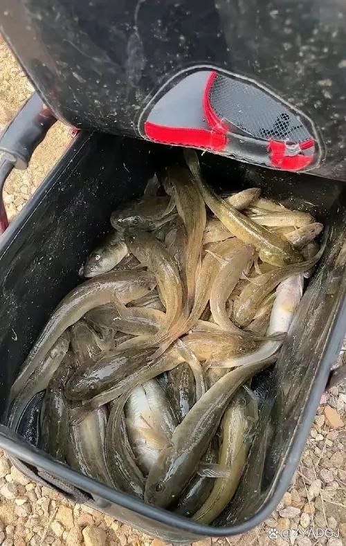 威海养殖鲤鱼用什么-第2张图片-宁夏农业信息网