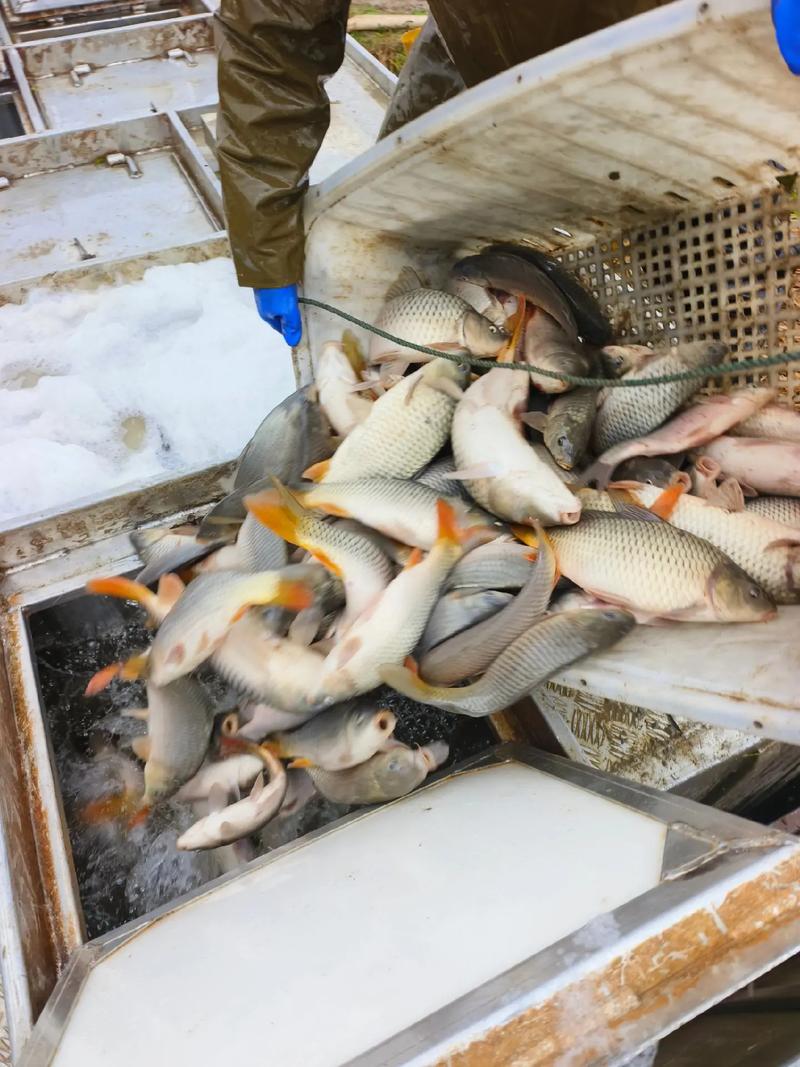 威海养殖鲤鱼用什么-第3张图片-宁夏农业信息网