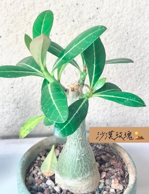 沙漠种适合养殖什么-第1张图片-宁夏农业信息网 沙漠种适合养殖什么-第1张图片-宁夏农业信息网