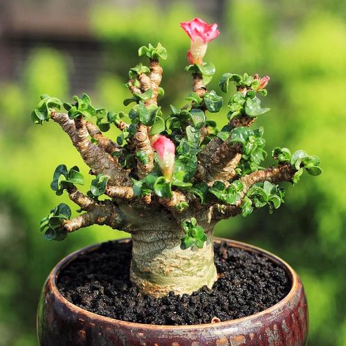 沙漠种适合养殖什么-第3张图片-宁夏农业信息网 沙漠种适合养殖什么-第3张图片-宁夏农业信息网