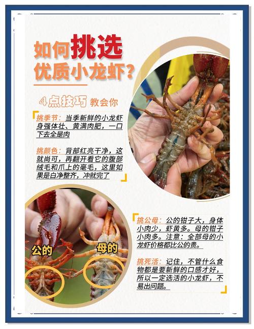 龙虾养殖应注意什么意思-第2张图片-宁夏农业信息网