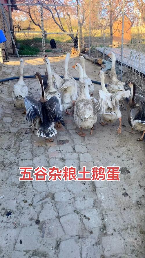 粮食鹅和饲料鹅有什么区别-第2张图片-宁夏农业信息网