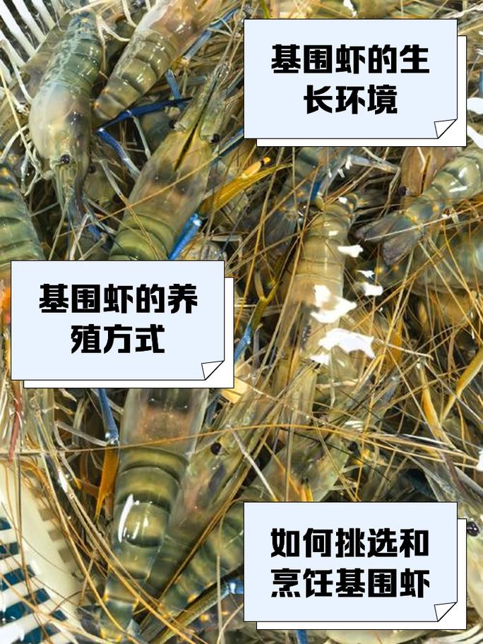 基围虾为什么没人养殖-第2张图片-宁夏农业信息网 基围虾为什么没人养殖-第2张图片-宁夏农业信息网