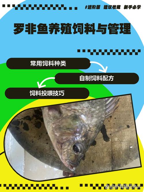 罗非鱼养殖用什么鱼饲料-第2张图片-宁夏农业信息网