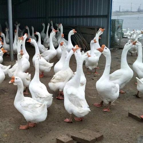 母鹅下蛋吃什么饲料-第3张图片-宁夏农业信息网