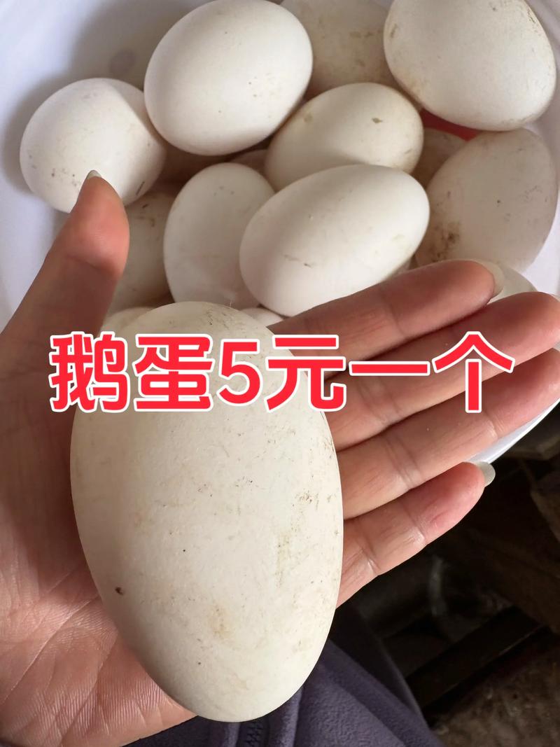 母鹅下蛋吃什么饲料-第2张图片-宁夏农业信息网