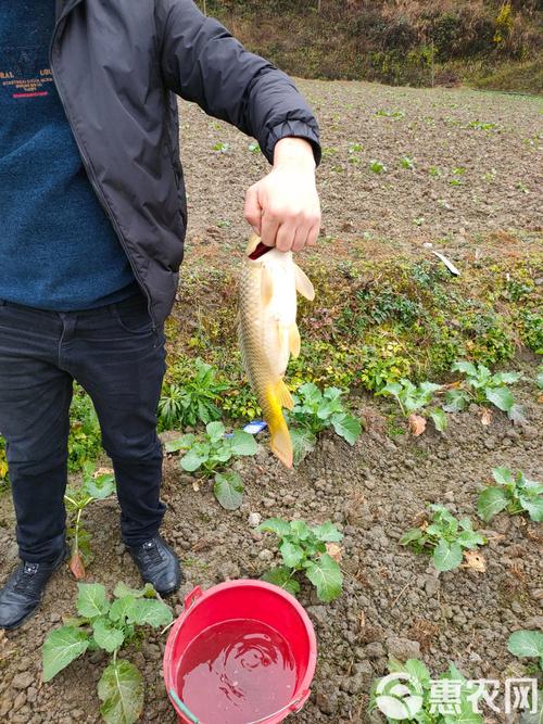 养殖田鱼喂什么饲料-第3张图片-宁夏农业信息网