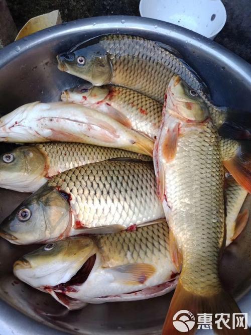 养殖田鱼喂什么饲料-第2张图片-宁夏农业信息网