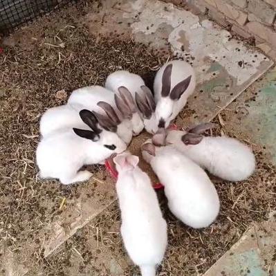特兔子的价格多少-第3张图片-宁夏农业信息网