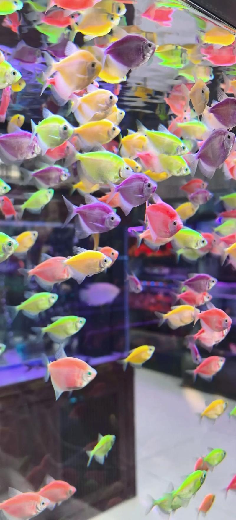 什么鱼养殖的多-第2张图片-宁夏农业信息网