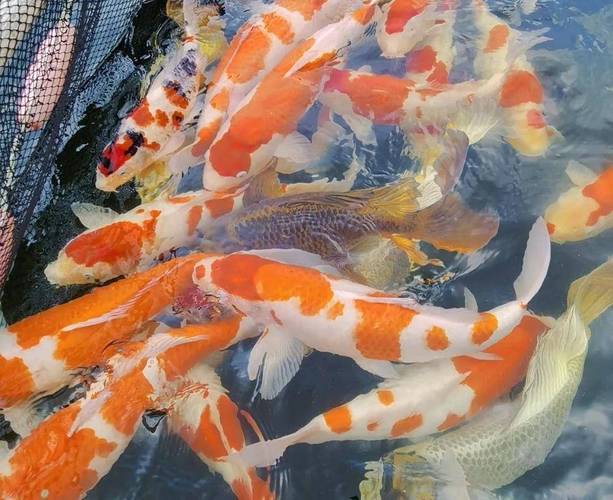 什么鱼养殖的多-第3张图片-宁夏农业信息网