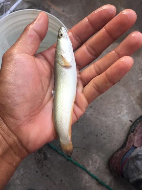 白乌鱼价格是多少-第2张图片-宁夏农业信息网