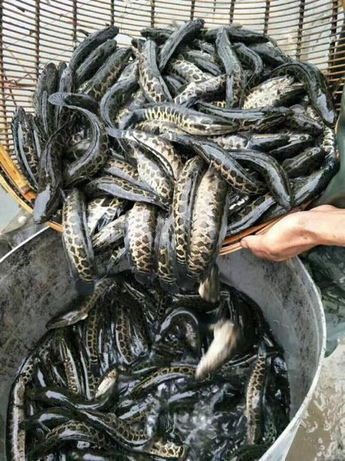 白乌鱼价格是多少-第3张图片-宁夏农业信息网