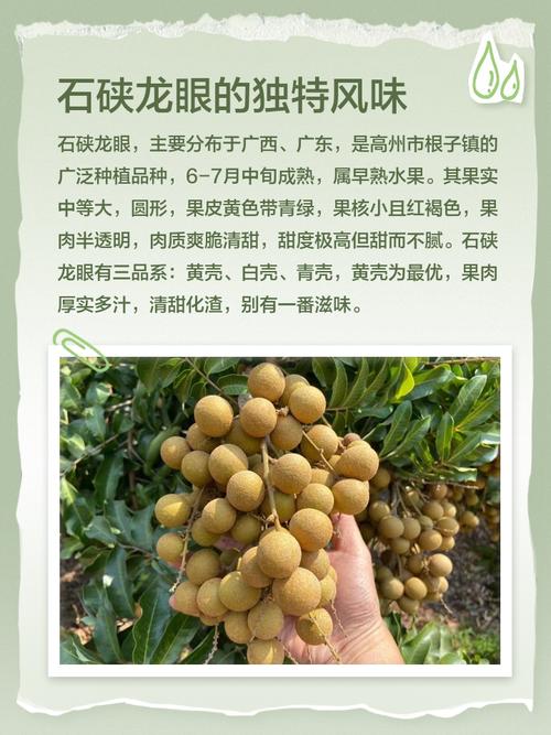 现在桂圆价格是多少-第1张图片-宁夏农业信息网