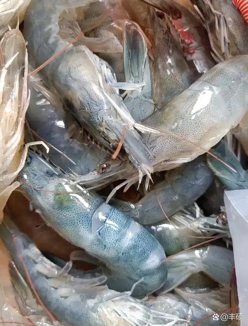 大虾价格多少钱-第1张图片-宁夏农业信息网 大虾价格多少钱-第1张图片-宁夏农业信息网