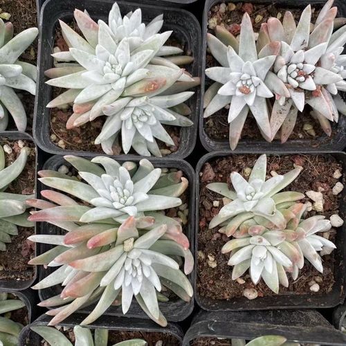 多肉白菊多少价格-第3张图片-宁夏农业信息网