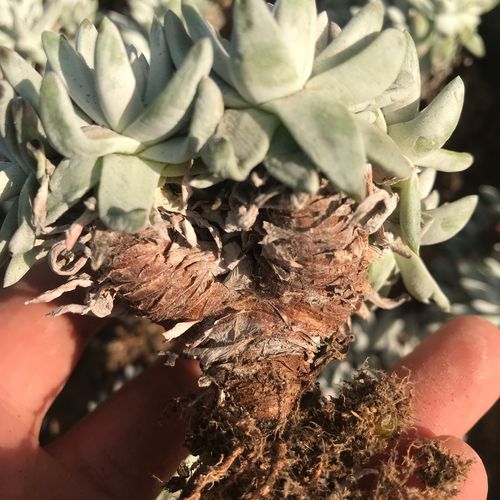 多肉白菊多少价格-第2张图片-宁夏农业信息网