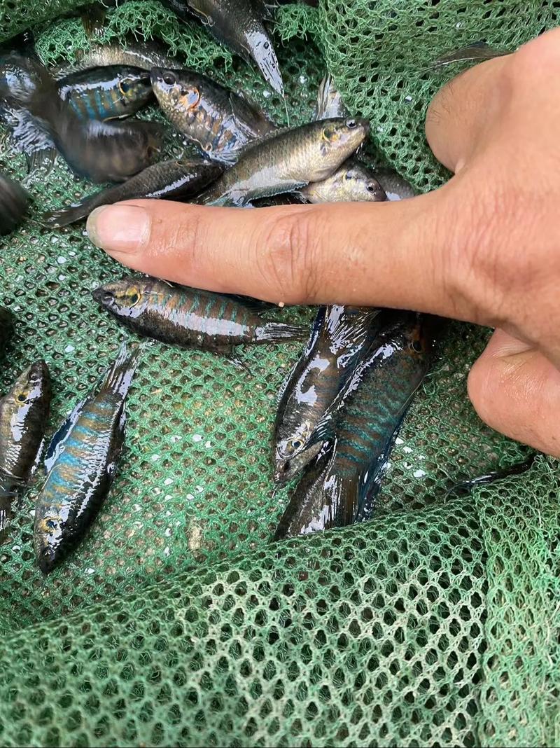 斗门水产养殖什么鱼多-第3张图片-宁夏农业信息网