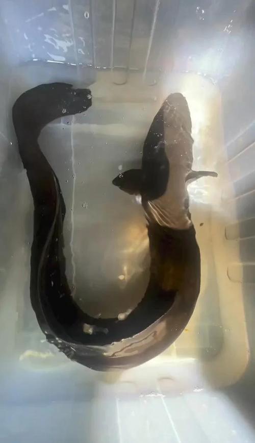 养殖鳗鱼什么 样-第2张图片-宁夏农业信息网 养殖鳗鱼什么 样-第2张图片-宁夏农业信息网