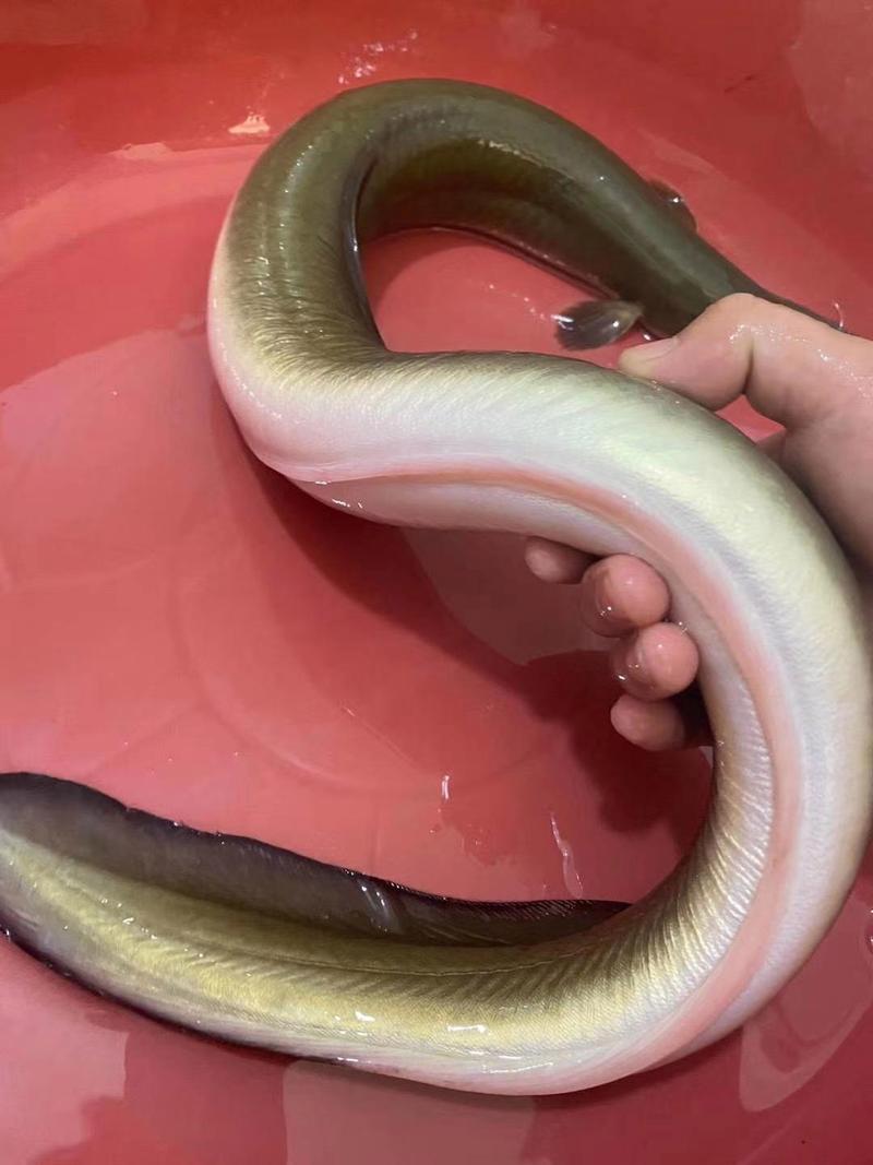 养殖鳗鱼什么 样-第3张图片-宁夏农业信息网 养殖鳗鱼什么 样-第3张图片-宁夏农业信息网