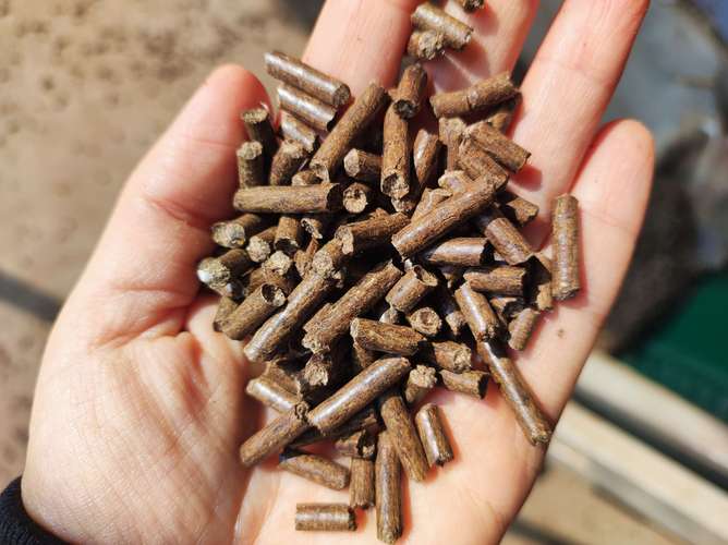 北方养鹅冬天吃什么青饲料-第1张图片-宁夏农业信息网 北方养鹅冬天吃什么青饲料-第1张图片-宁夏农业信息网