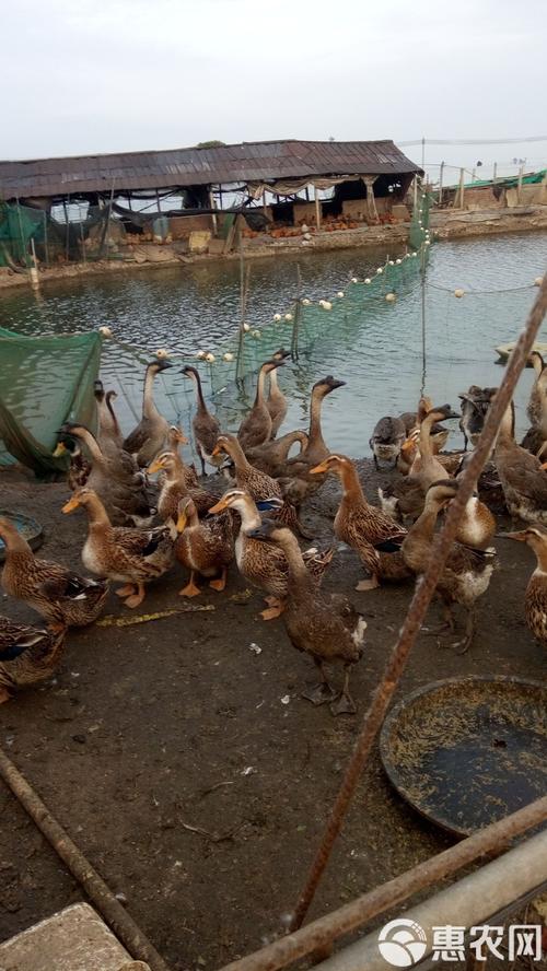 北方养鹅冬天吃什么青饲料-第2张图片-宁夏农业信息网 北方养鹅冬天吃什么青饲料-第2张图片-宁夏农业信息网