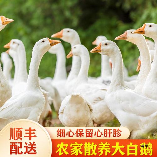 北方养鹅冬天吃什么青饲料-第3张图片-宁夏农业信息网 北方养鹅冬天吃什么青饲料-第3张图片-宁夏农业信息网