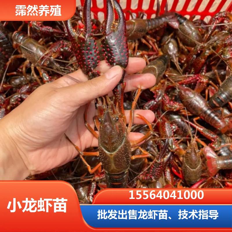 小龙虾养殖靠什么因素-第3张图片-宁夏农业信息网